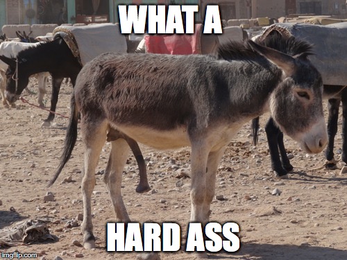 WHAT A; HARD ASS | image tagged in donkey,ass | made w/ Imgflip meme maker