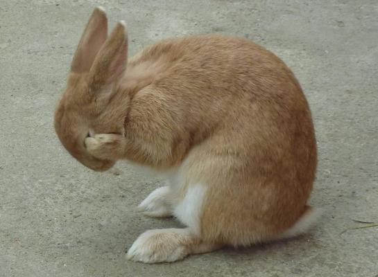 High Quality bunny facepalm Blank Meme Template