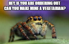 Kipling Spider | HEY. IF YOU ARE ORDERING OUT CAN YOU MAKE MINE A VEGETARIAN? | image tagged in spider | made w/ Imgflip meme maker