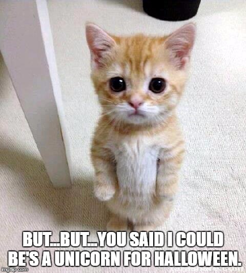Cute Cat | BUT...BUT...YOU SAID I COULD BE'S A UNICORN FOR HALLOWEEN. | image tagged in memes,cute cat | made w/ Imgflip meme maker
