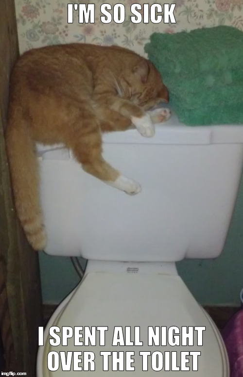 Cat over the toilet  | I'M SO SICK; I SPENT ALL NIGHT OVER THE TOILET | image tagged in cat,toilet | made w/ Imgflip meme maker