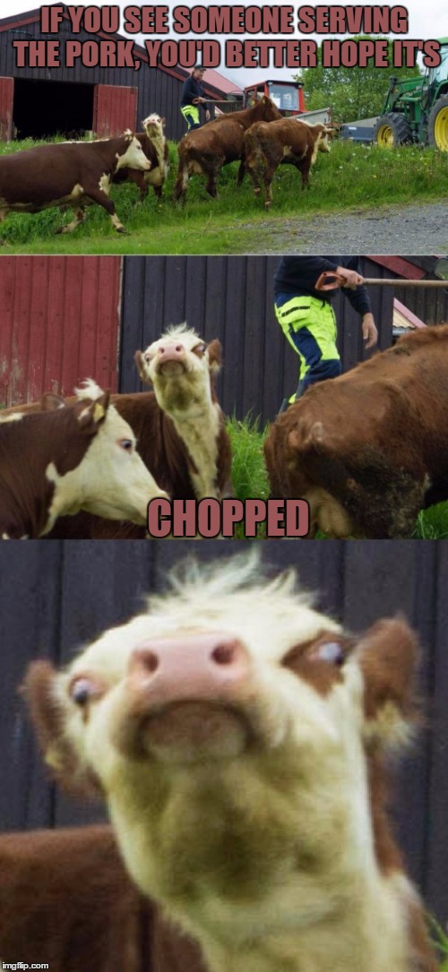 He didn't make a beef joke because he's a cow and... porkchops... | IF YOU SEE SOMEONE SERVING THE PORK, YOU'D BETTER HOPE IT'S; CHOPPED | image tagged in bad pun cow | made w/ Imgflip meme maker
