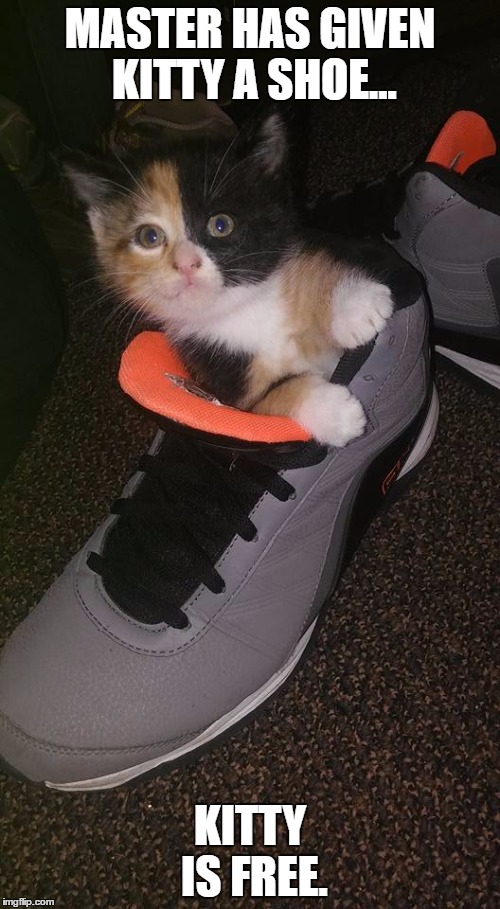 ShoeKitten | MASTER HAS GIVEN KITTY A SHOE... KITTY IS FREE. | image tagged in shoekitten | made w/ Imgflip meme maker