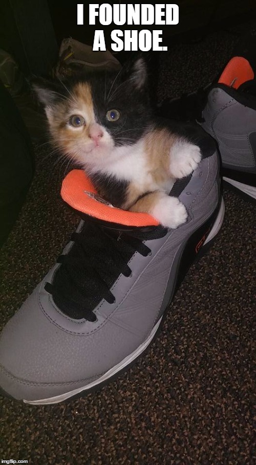 ShoeKitten | I FOUNDED A SHOE. | image tagged in shoekitten | made w/ Imgflip meme maker