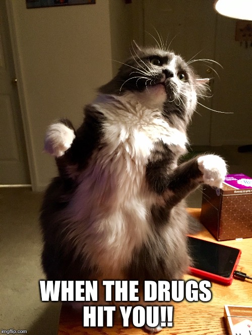 T-Rex cat | WHEN THE DRUGS HIT YOU!! | image tagged in funny memes,funny cat memes,cats,drugs,too damn high,too funny | made w/ Imgflip meme maker