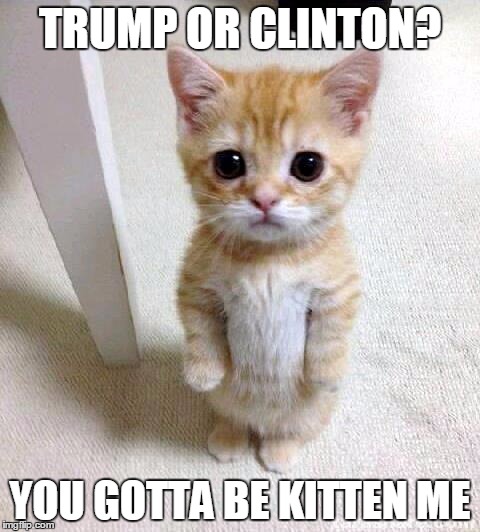 trump or clinton? | TRUMP OR CLINTON? YOU GOTTA BE KITTEN ME | image tagged in memes,cute cat,president 2016 | made w/ Imgflip meme maker
