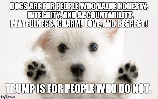 cute dog | DOGS ARE FOR PEOPLE WHO VALUE HONESTY,  INTEGRITY, AND ACCOUNTABILITY, PLAYFULNESS,  CHARM,  LOVE, AND RESPECT! TRUMP IS FOR PEOPLE WHO DO NOT. | image tagged in cute dog | made w/ Imgflip meme maker