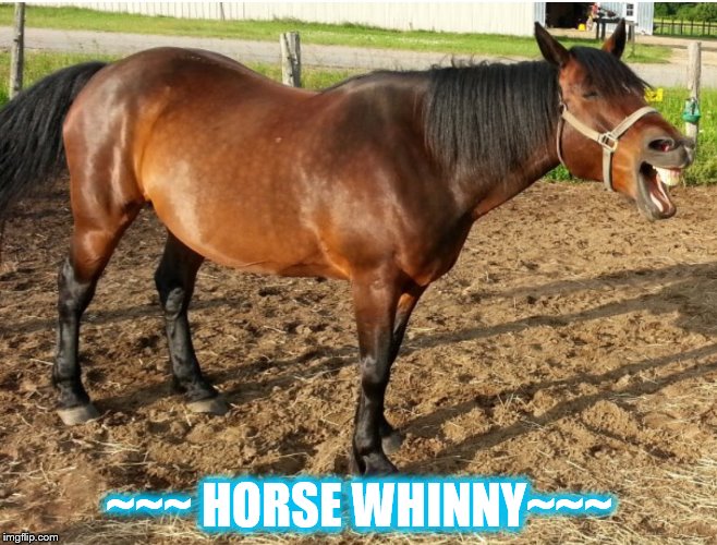LAUGHING HORSE | ~~~ HORSE WHINNY~~~ | image tagged in laughing horse | made w/ Imgflip meme maker