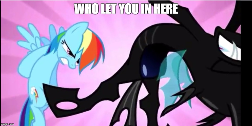 rainbow dash saving the day | WHO LET YOU IN HERE | image tagged in rainbow dash saving the day | made w/ Imgflip meme maker