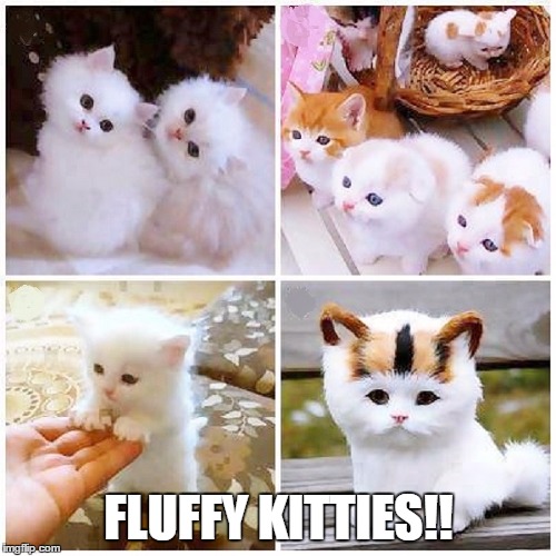 FLUFFY KITTIES!! | made w/ Imgflip meme maker