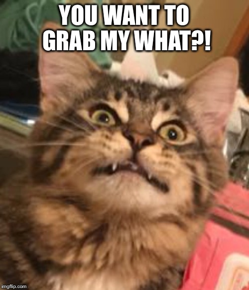 YOU WANT TO GRAB MY WHAT?! | image tagged in dumptrump,kitten,grab | made w/ Imgflip meme maker