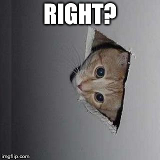 cat | RIGHT? | image tagged in cat | made w/ Imgflip meme maker