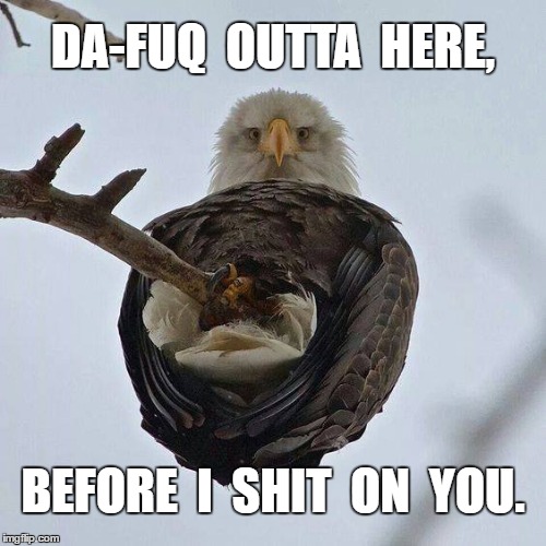 Bald Eagle | DA-FUQ  OUTTA  HERE, BEFORE  I  SHIT  ON  YOU. | image tagged in pissed off,lol | made w/ Imgflip meme maker
