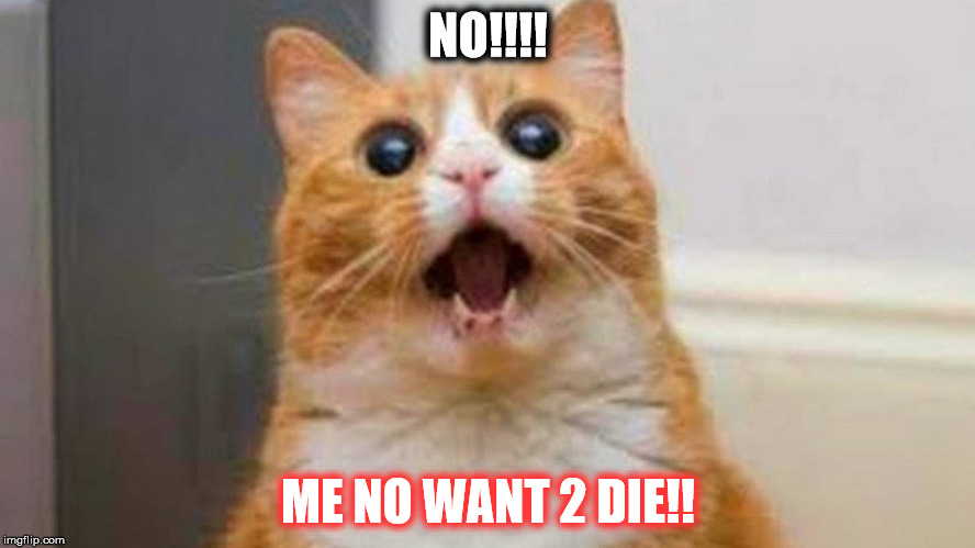 Have A Cat Meme! | NO!!!! ME NO WANT 2 DIE!! | image tagged in have a cat meme | made w/ Imgflip meme maker