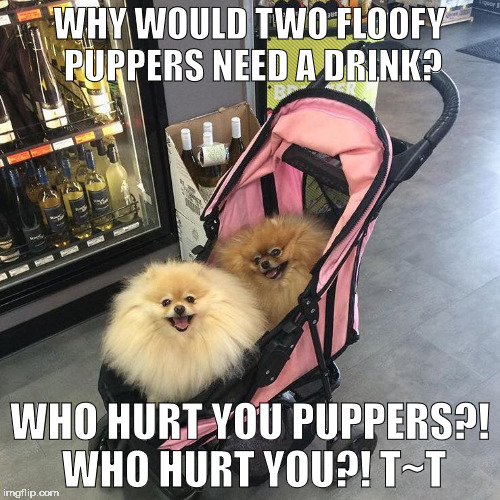 Puppers In a Liquor Store | WHY WOULD TWO FLOOFY PUPPERS NEED A DRINK? WHO HURT YOU PUPPERS?! WHO HURT YOU?! T~T | image tagged in liquor store puppers,memeingful | made w/ Imgflip meme maker