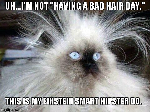 Crazy Hair Cat | UH...I'M NOT "HAVING A BAD HAIR DAY."; THIS IS MY EINSTEIN SMART HIPSTER DO. | image tagged in crazy hair cat | made w/ Imgflip meme maker