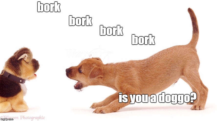 borkborkbork | bork; bork; bork; bork; is you a doggo? | image tagged in funny,dog,memes | made w/ Imgflip meme maker
