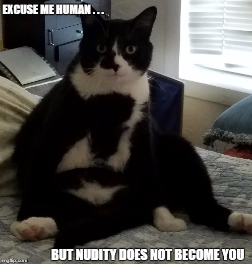 Excuse Me Human | EXCUSE ME HUMAN . . . BUT NUDITY DOES NOT BECOME YOU | image tagged in excuese me,human,nudity,inky,cat,cats | made w/ Imgflip meme maker
