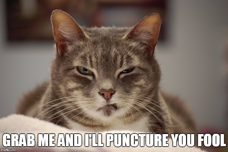 Don't grab the pussy | GRAB ME AND I'LL PUNCTURE YOU FOOL | image tagged in trump 2016,angry cat | made w/ Imgflip meme maker