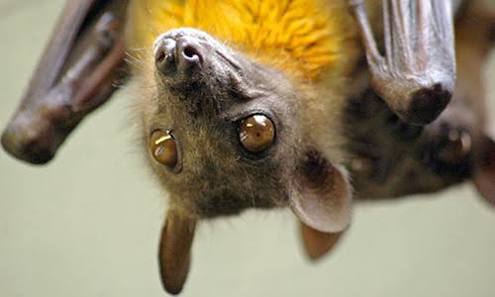 Fruit bats Blank Meme Template