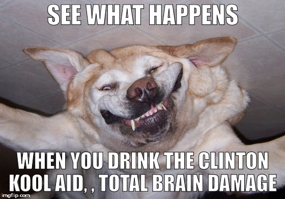 Labrador Day | SEE WHAT HAPPENS; WHEN YOU DRINK THE CLINTON KOOL AID, , TOTAL BRAIN DAMAGE | image tagged in labrador day | made w/ Imgflip meme maker