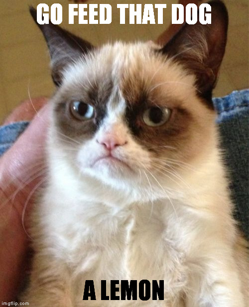 Grumpy Cat Meme | GO FEED THAT DOG A LEMON | image tagged in memes,grumpy cat | made w/ Imgflip meme maker