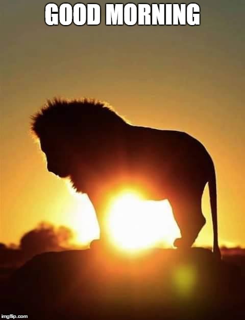 Lion Hello Good Morning Youtube