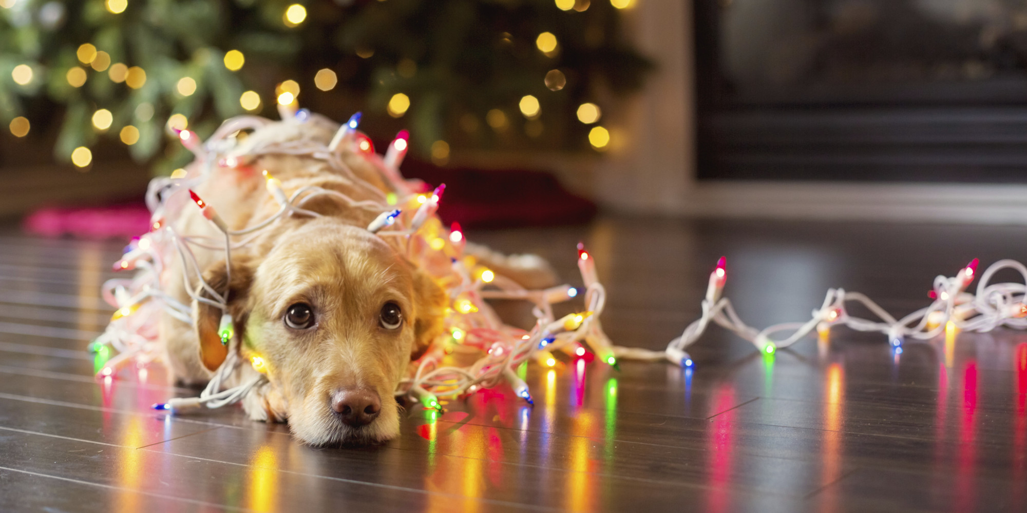 Christmas Doggie Blank Meme Template