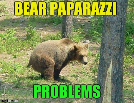 BEAR PAPARAZZI PROBLEMS | made w/ Imgflip meme maker