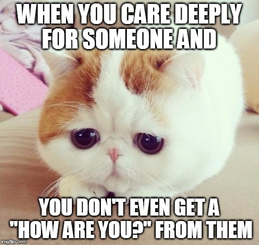 sad cat 2 | WHEN YOU CARE DEEPLY FOR SOMEONE AND; YOU DON'T EVEN GET A "HOW ARE YOU?" FROM THEM | image tagged in sad cat 2 | made w/ Imgflip meme maker