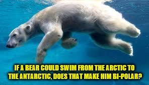 Nearly a joke, bearly funny | IF A BEAR COULD SWIM FROM THE ARCTIC TO THE ANTARCTIC, DOES THAT MAKE HIM BI-POLAR? | image tagged in memes,bear | made w/ Imgflip meme maker