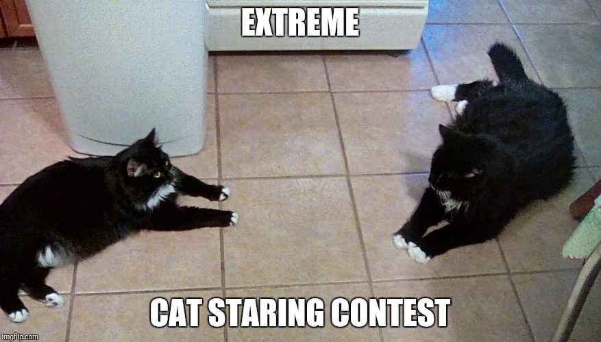 Animal gaming x cat | EXTREME; CAT STARING CONTEST | image tagged in animal gaming x cat,cats | made w/ Imgflip meme maker