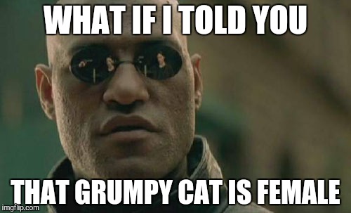 Matrix Morpheus Meme | WHAT IF I TOLD YOU THAT GRUMPY CAT IS FEMALE | image tagged in memes,matrix morpheus | made w/ Imgflip meme maker
