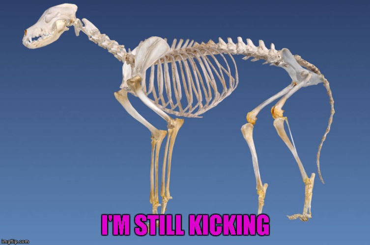 I'M STILL KICKING | made w/ Imgflip meme maker