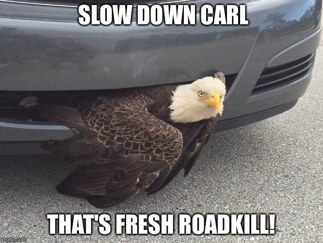 Eagle | SLOW DOWN CARL; THAT'S FRESH ROADKILL! | image tagged in eagle | made w/ Imgflip meme maker