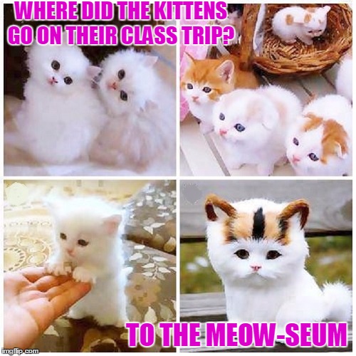 Kitten-Garten | WHERE DID THE KITTENS GO ON THEIR CLASS TRIP? TO THE MEOW-SEUM | image tagged in meme,kitty cats,kitties,kittens,jokes,cute kittens | made w/ Imgflip meme maker