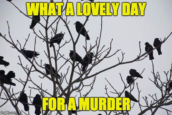 I'll take the roof, you take the window. | WHAT A LOVELY DAY; FOR A MURDER | image tagged in murder of crows,memes | made w/ Imgflip meme maker