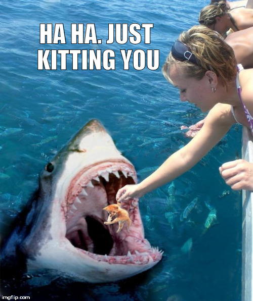 just kidding | HA HA. JUST KITTING YOU | image tagged in kitty,shark,jaws,justkidding,kidding,bait | made w/ Imgflip meme maker