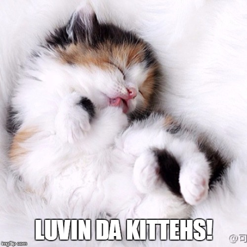 LUVIN DA KITTEHS! | made w/ Imgflip meme maker
