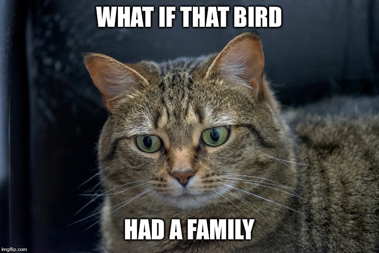 Regretful cat |  WHAT IF THAT BIRD; HAD A FAMILY | image tagged in penny | made w/ Imgflip meme maker