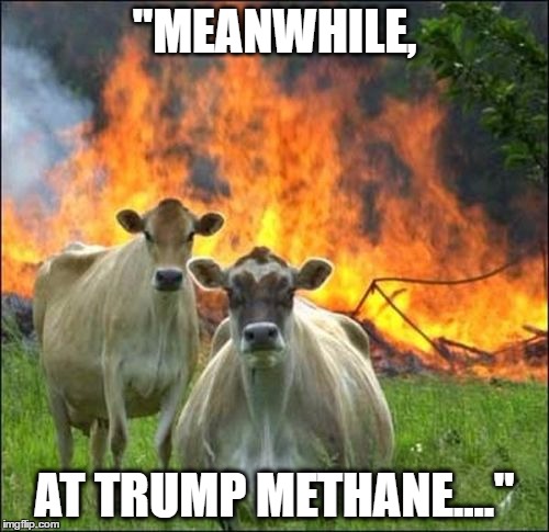 Meanwhile At Trump Methane... |  "MEANWHILE, AT TRUMP METHANE...." | image tagged in memes,evil cows,donald trump,rejiggered | made w/ Imgflip meme maker