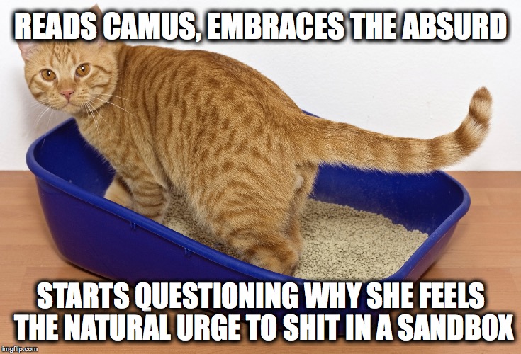 Absurd Cat | READS CAMUS, EMBRACES THE ABSURD; STARTS QUESTIONING WHY SHE FEELS THE NATURAL URGE TO SHIT IN A SANDBOX | image tagged in philosophy,albert camus,existentialism,absurd,funny cat memes,funny cats | made w/ Imgflip meme maker
