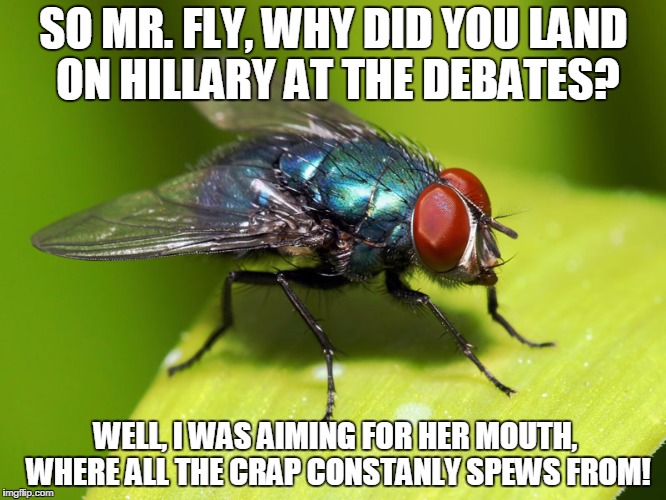 When interviewed on WHY he kept buzzing, and finally landed on H | SO MR. FLY, WHY DID YOU LAND ON HILLARY AT THE DEBATES? WELL, I WAS AIMING FOR HER MOUTH, WHERE ALL THE CRAP CONSTANLY SPEWS FROM! | image tagged in when interviewed on why he kept buzzing and finally landed on h | made w/ Imgflip meme maker