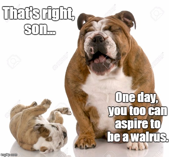 Be the walrus. | That's right, son... One day, you too can aspire to be a walrus. | image tagged in funny,memes,dog | made w/ Imgflip meme maker
