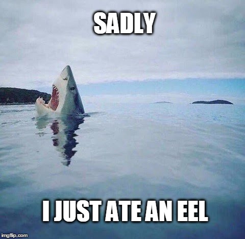 shark_head_out_of_water | SADLY; I JUST ATE AN EEL | image tagged in shark_head_out_of_water,sadly i am only an eel,seafood,whole foods,weird food | made w/ Imgflip meme maker