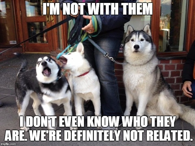 We can't choose our family. As much as we'd like to. | I'M NOT WITH THEM; I DON'T EVEN KNOW WHO THEY ARE. WE'RE DEFINITELY NOT RELATED. | image tagged in memes,dogs,family,i don't know who are you,embarrassing | made w/ Imgflip meme maker