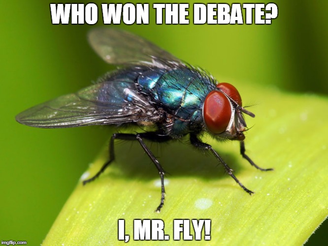 When interviewed on WHY he kept buzzing, and finally landed on H | WHO WON THE DEBATE? I, MR. FLY! | image tagged in when interviewed on why he kept buzzing and finally landed on h | made w/ Imgflip meme maker