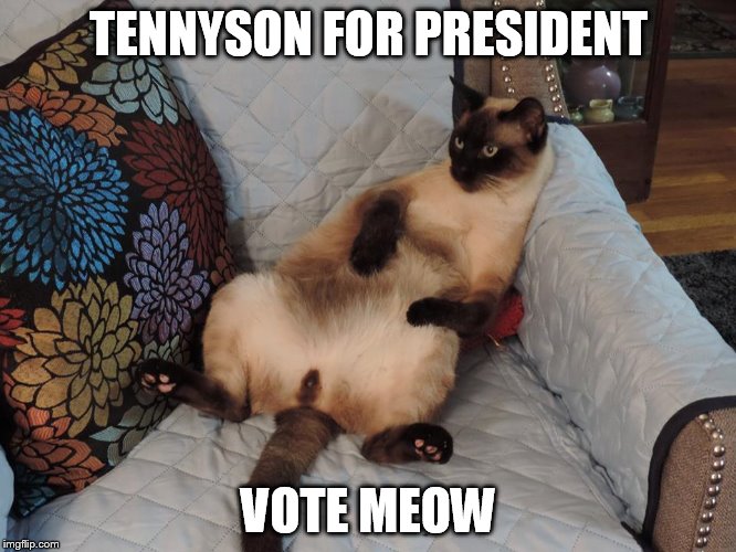 Tennyson for President | TENNYSON FOR PRESIDENT; VOTE MEOW | image tagged in funny cats | made w/ Imgflip meme maker