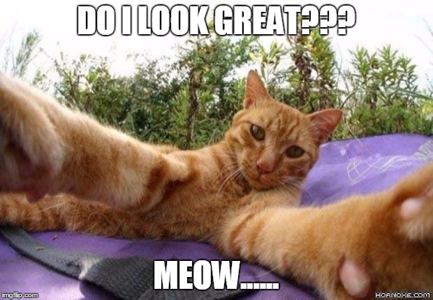 catselfie | DO I LOOK GREAT??? MEOW...... | image tagged in memes,cats | made w/ Imgflip meme maker