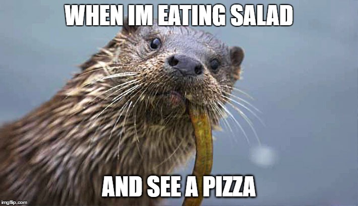 Otters love pizza! | WHEN IM EATING SALAD; AND SEE A PIZZA | image tagged in otter,pizza,eating,cute,funny | made w/ Imgflip meme maker